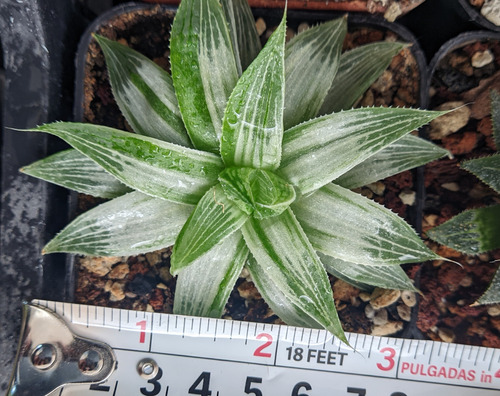 Haworthia White Ghost Suculenta Sudafricana