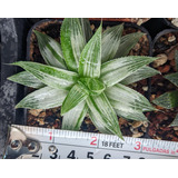 Haworthia White Ghost Suculenta Sudafricana