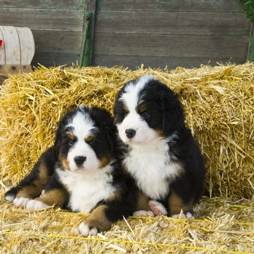 Bernese Mountain Belos Fofos Pet