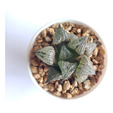 Muda Suculenta Haworthia Splendens  Kintoun Agave Echeveria