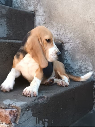 Beagle Cachorra 