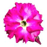 Flor Muda De Rosa Do Deserto Exótica Roxa Azulada Enxerto