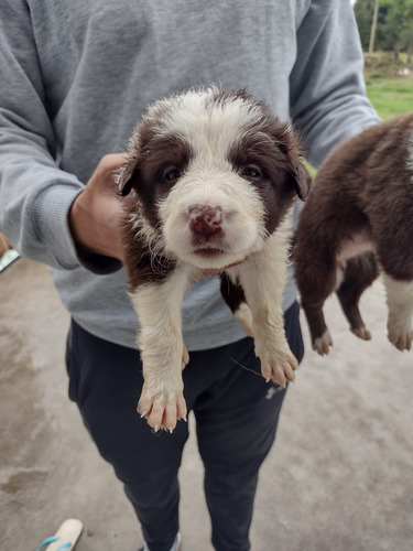 Reserva Seña Cachorros Border Collie Marron Chocolate Puros