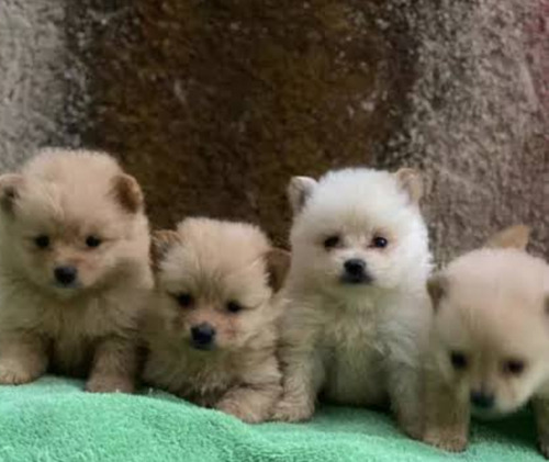 Cachorros Pomerania Minis 