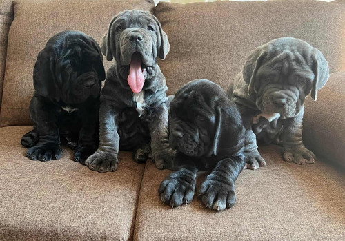  Cachorros Mastín Napolitano