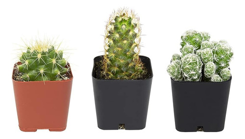Plantas De Cactus (mezcla De 3), Plantas De Cactus Mamm...