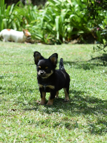 Chihuahua Macho Pelo Largo De Cancan Mascotas 
