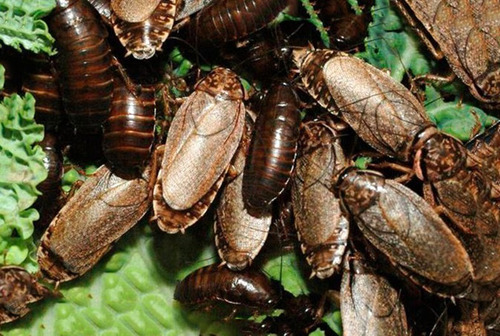 Alimento Animales Cucaracha Lobster - Unidad a $116