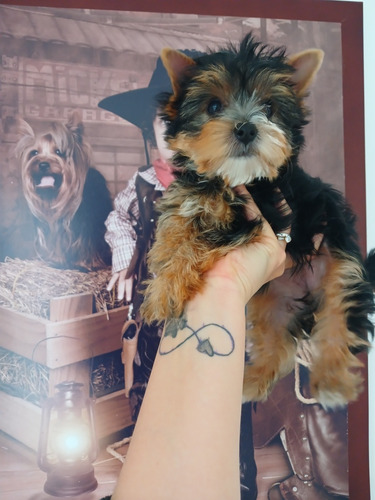 Yorkshireterrier Hembra Miniatura 