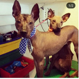 Cachorros Xoloitzcuintle 