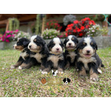 Cachorros Bernes De La Montaña Machos Y Hembras