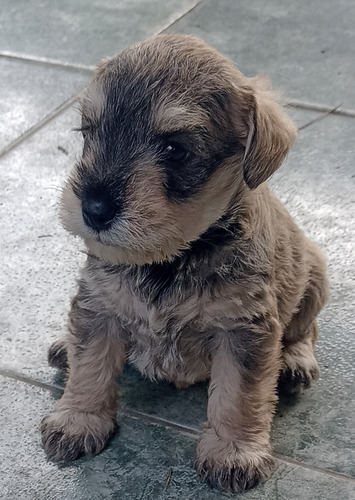 Cachorro Mini Schnauzer Sal Y Pimienta