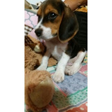 Perros Cachorros Beagle Bigol Bigitoy Mini Perritos Puppy