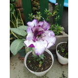 Trompeta Del Diablo, Plantines, Datura Metel Double Purple