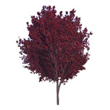 Prunus Pisardi , Arbol-e.gratis Caba Y Gba