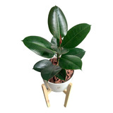 Ficus Elástica Gomero + Maceta Premium +   Pie Nórdico Pino