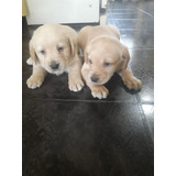 Cachorro Labrador Disponibles Machito Y Hembrita 