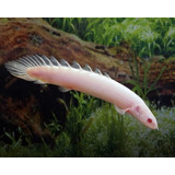 Polypterus Senegalus Albina 5-7cm ( Ecs Fish)
