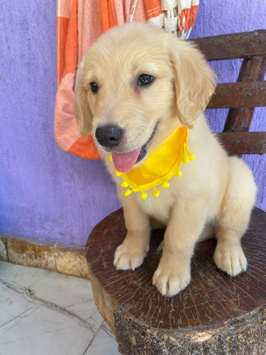 Golden Retriever Filhotinhos Lindos Com Exame E Pedigree