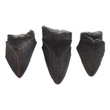 Dente Tubarão Megalodon O Gigante Dos Mares  Lote C/ 03.