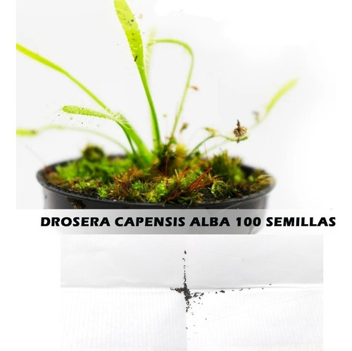 Semillas Planta Carnívora Drosera Capensis Alba X 100  Uds