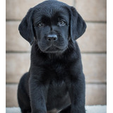 Labrador  Hembritas Y Machitos- Area Canina Cachorros