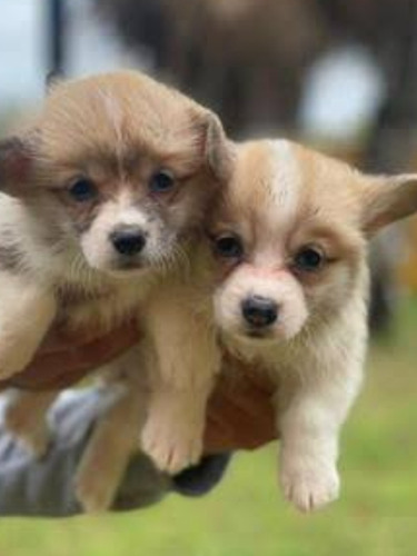 Cachorros Corgi Bonitos 