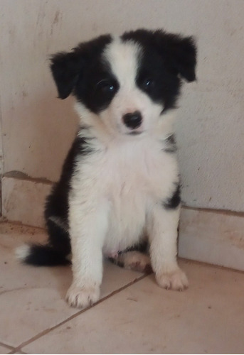 Cachorros Border Collie