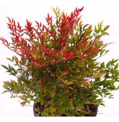 Nandina Doméstica, Compacta, Enana ( Bambú Sagrado) X Mayor