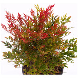 Nandina Doméstica, Compacta, Enana ( Bambú Sagrado) X Mayor