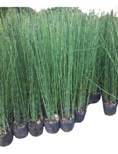 Equisetum Cola De Caballo Envase De 4 Litros