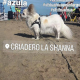 Chihuahua Machitos Pelo Largo 