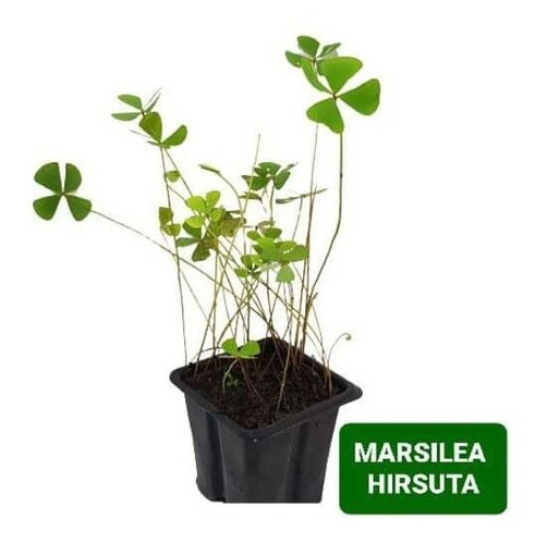 Marsilea Hirsuta Linda Planta Carpete Aquario Nano Plantado