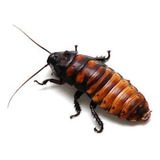 Cucaracha De Madagascar Grande Alimento Vivo Balanceado 