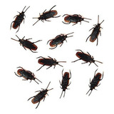 12- Broma Falsa De Cucarachas: Los Insectos De Cucarachas Pa