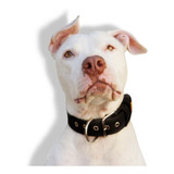 Coleira Fit Personalizada Nome Cachorro Grande Pitbull  