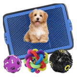 Pet Brinquedo Bola Trançada + Petisqueira + Sanitario Xixi 