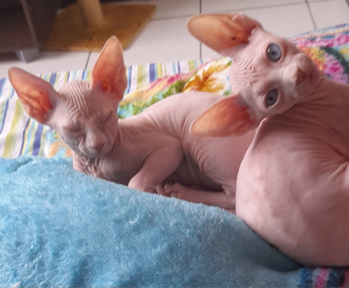 Filhotes Sphynx, Para Retirada Em Goiânia