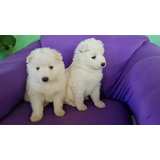 Cachorros Samoyedos