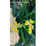 Pleurothallis Grobyi - Orquídea Adulta - Fácil Cultivo! 