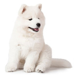 Perros Samoyedo Linea De Registro Akc Padres Importados