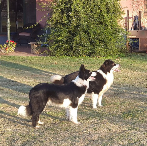 Cachorros Border Collie Puros Sin Fca