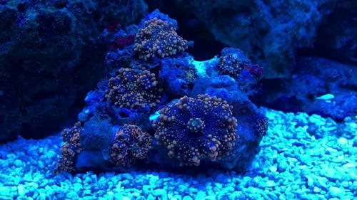 Coral Ricordea Youma Ultra Orange