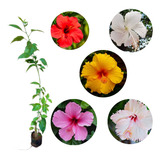 Hibiscos - Kit Com 5 Mudas De 1 Metro Variadas