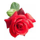 Planta Arbusto Rosal ,rosa, Flores, Regalo 