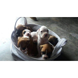 Hermosos Cachorros Boxer