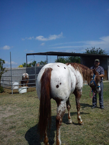 Maquilo Garañon Appaloosa De Registro