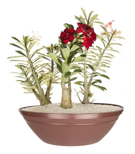 2 Vaso Terrário Planta Rosa Do Deserto Suculenta Cacto 12,5l