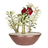 2 Vaso Terrário Planta Rosa Do Deserto Suculenta Cacto 12,5l