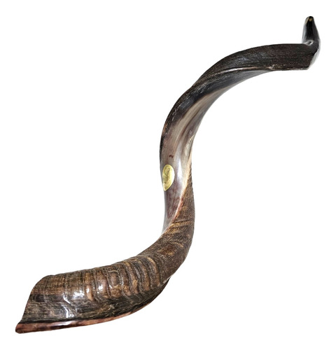 Shofar De Israel 95,5 Cm Sh21